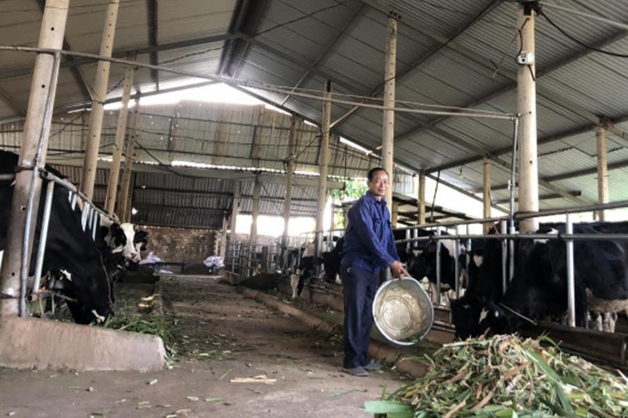 Thành công với bò sữa từ dự án khuyến nông